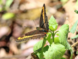 Tracta Sister - Adelpha tracta