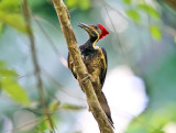 Lineated Woodpecker - Dryocopus lineatus
