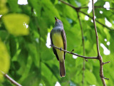 Great Crested Flycatcher - Myiarchus crinitus