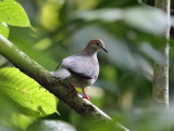 Gray-chested Dove - Leptotila cassinii
