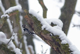 Kleine Bonte Specht / Lesser Spotted Woodpecker