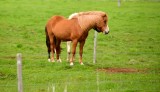 Icelandic Horses, Iceland 237