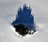Tree Shadow 529