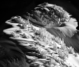 Snow bound trees on Shuksan Arm, Mt Shuksan, North Cascades Mountain, Washington 310a
