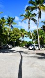 Palm Trees at Robbie's on Lower Matecumbe Key, Florida Keys, Florida 031 .jpg