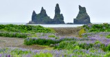 Field of Lupine,  Reynisdrangar and Blasandi,  Basalt Sea Stacks, Vik, Iceland 402 