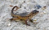 Lizard at Robbie's, Lower Metacumbe Key, Florida Keys, Florida 065