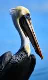 Pelican at Robbie's, Florida Keys, Florida 089
