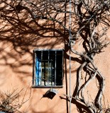 Vines and window, Albuquerque Old Town, New Mexico 278