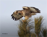 Red-tailed Hawk