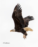  Bald Eagle 