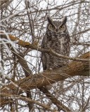 Great Horned Owl (dark day)