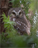  Northern Saw-whet Owl