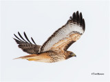 Red-tailed Hawk