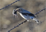Northern Shrike