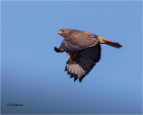 Red-tailed Hawk