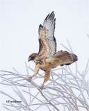 Red-tailed Hawk