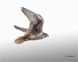 Prairie Falcon