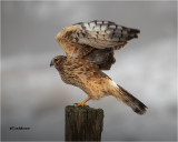 Northern Harrier