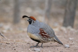 Gambels Quail 