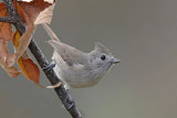 Oak Titmouse