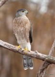 Coopers Hawk adult probably male, Rogers Co yard, OK, 1-6-19, Jpa_30796.jpg