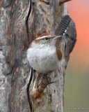 Bewricks Wren, Rogers Co yard, OK, 1-25-19, Jpa_31991.jpg