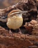 Carolina Wren, Rogers Co yard, OK, 1-25-19, Jpa_32136.jpg