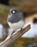 Dark-eyed Junco - Slate-colored, Rogers Co yard, OK, 1-25-19, Jpa_32055.jpg