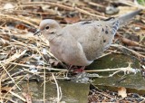 Mourning Dove, Rogers Co yard, OK, 1-25-19, Jpa_32292.jpg