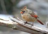 Northern Cardinal female, Rogers Co yard, OK, 1-25-19, Jpa_32322.jpg