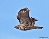 Red-tailed Hawk - Harlans light morph, Osage Co, OK, 1-29-19, Jpa_32790.jpg