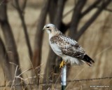 Red-tailed Hawk - Kriders, Osage Co, OK, 1-29-19, Jpa_32570.jpg