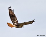 Red-tailed Hawk- Western light morph, Osage Co, OK, 1-29-19, Jpa_32563.jpg