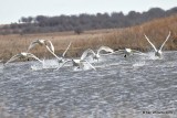 Trumpter Swans, Osage Co, OK, 1-29-19, Jpa_32465.jpg