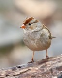 White-crowned Sparrow juvenile, Rogers Co yard, OK, 1-25-19, Jpa_32319.jpg