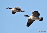 Cackling Geese - Richardsons, Garfield Co. OK, 2-3-19, Jpa_33147.jpg