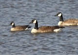 Cackling Goose - Richardsons & Canada Geese - Common, Garfield Co. OK, 2-3-19, Jpa_33240.jpg
