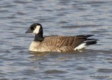 Cackling Goose - Richardsons, Garfield Co. OK, 2-3-19, Jpa_33242.jpg