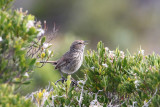 fieldwrens_heathwrens