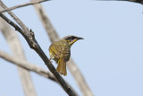 Purple-gaped Honeyeater