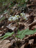 Cardamine diphylla (Two-Leaved Toothwort)