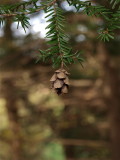 Tsuga canadensis (Eastern Hemlock)