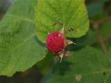 Rubus odoratus (Purple-Flowering Raspberry)