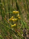 Scheuchzeria palustris (Pod-Grass)