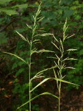 Cinna arundinacea (Wood Reed Grass)