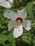 Hibiscus moscheutos (Swamp Rose-Mallow) - White with a Red Center