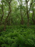 Floodplain Forest with Ostrich Fern and Silver Maple