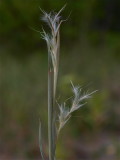 Schizachyrium scoparium (Little Bluestem)