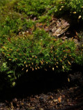 Ulota crispa (Crispy Tuft Moss)